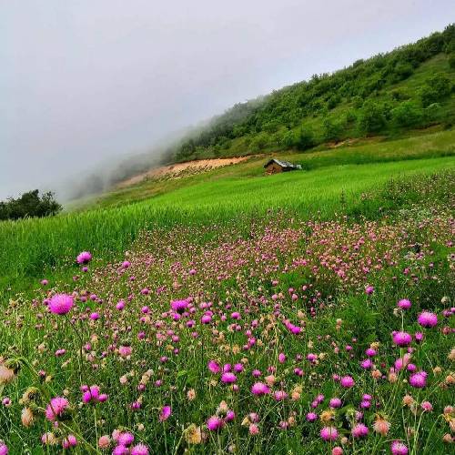  زندگی سیاه مثه نفت خام تو حسرت میگذره هفته ها همیشه